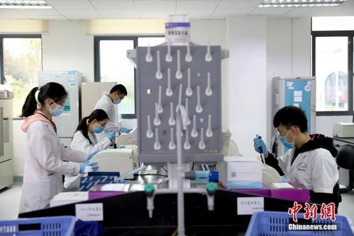 打卡介苗能否減少新冠肺炎感染風險？專家回應與技術開發進展